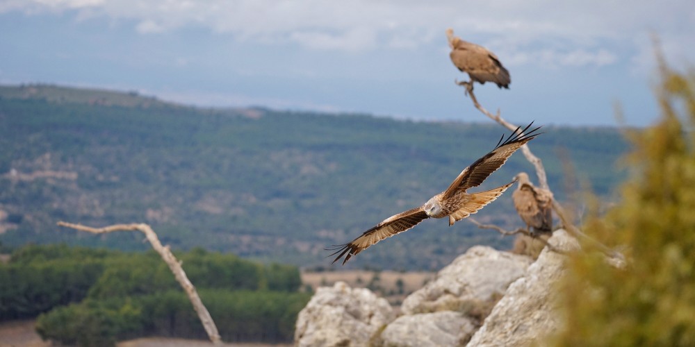 Birding Teruel